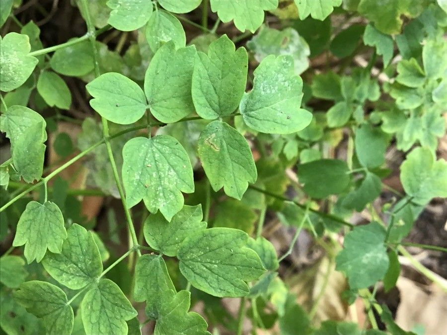 Trautvetteria palmata — related species from the same genus