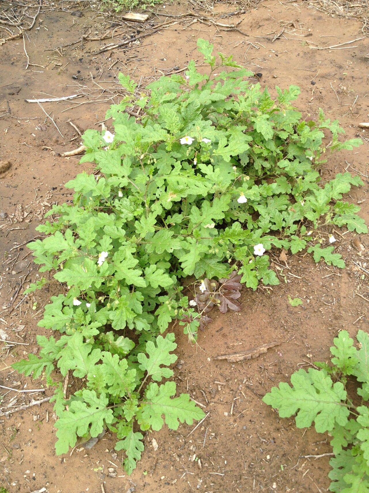 Solanum hieronymi habit