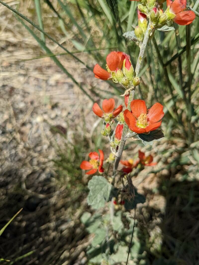 Sphaeralcea parvifolia flower
