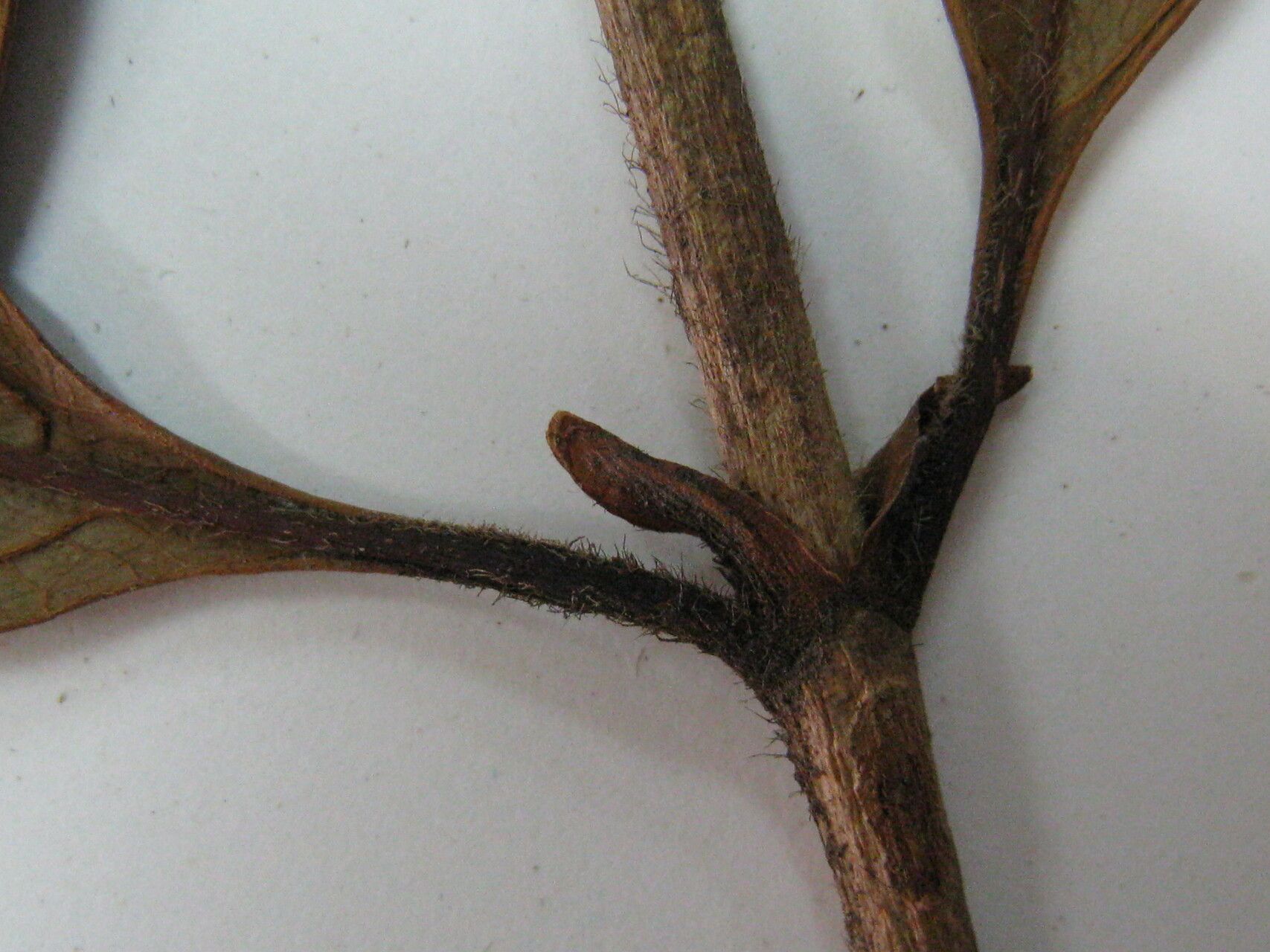 Byrsonima krukoffii other