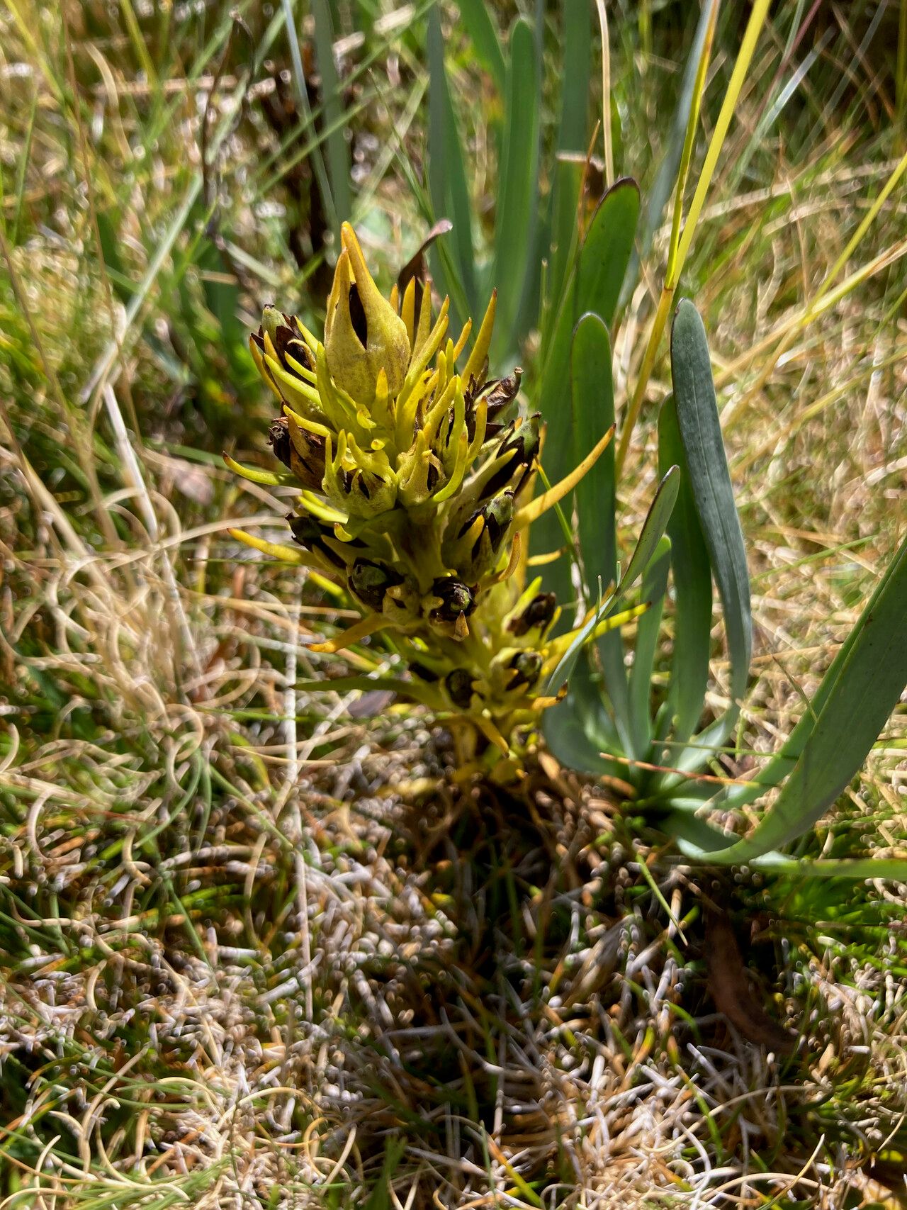 Gentianella thyrsoidea habit