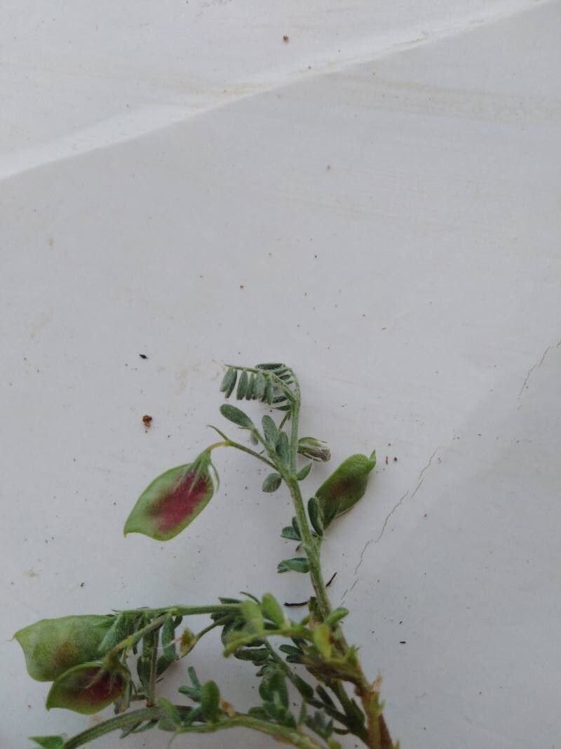 Vicia lentoides fruit