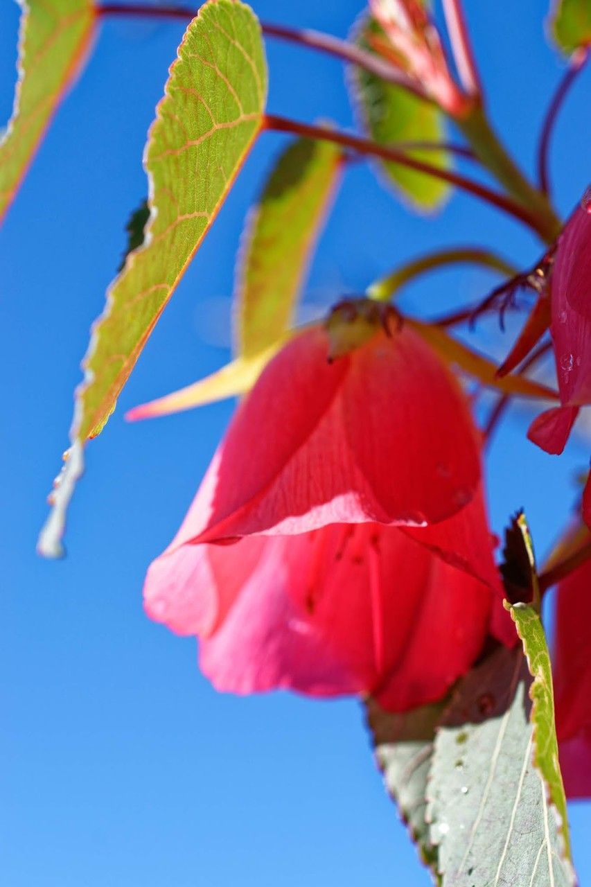 Dombeya leiomacrantha flower