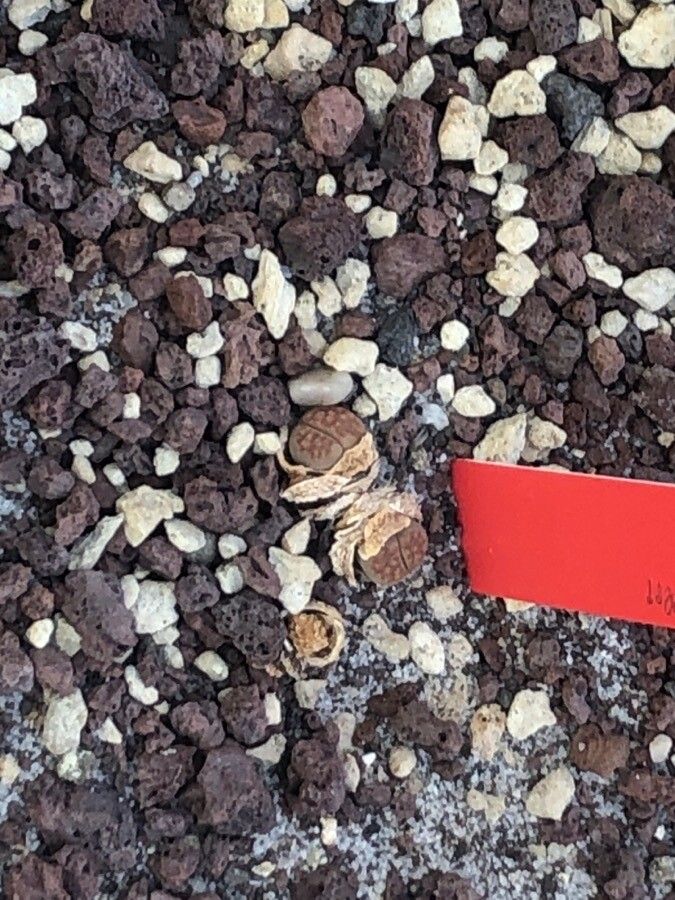 Lithops hallii — search result for 'Aizoaceae'