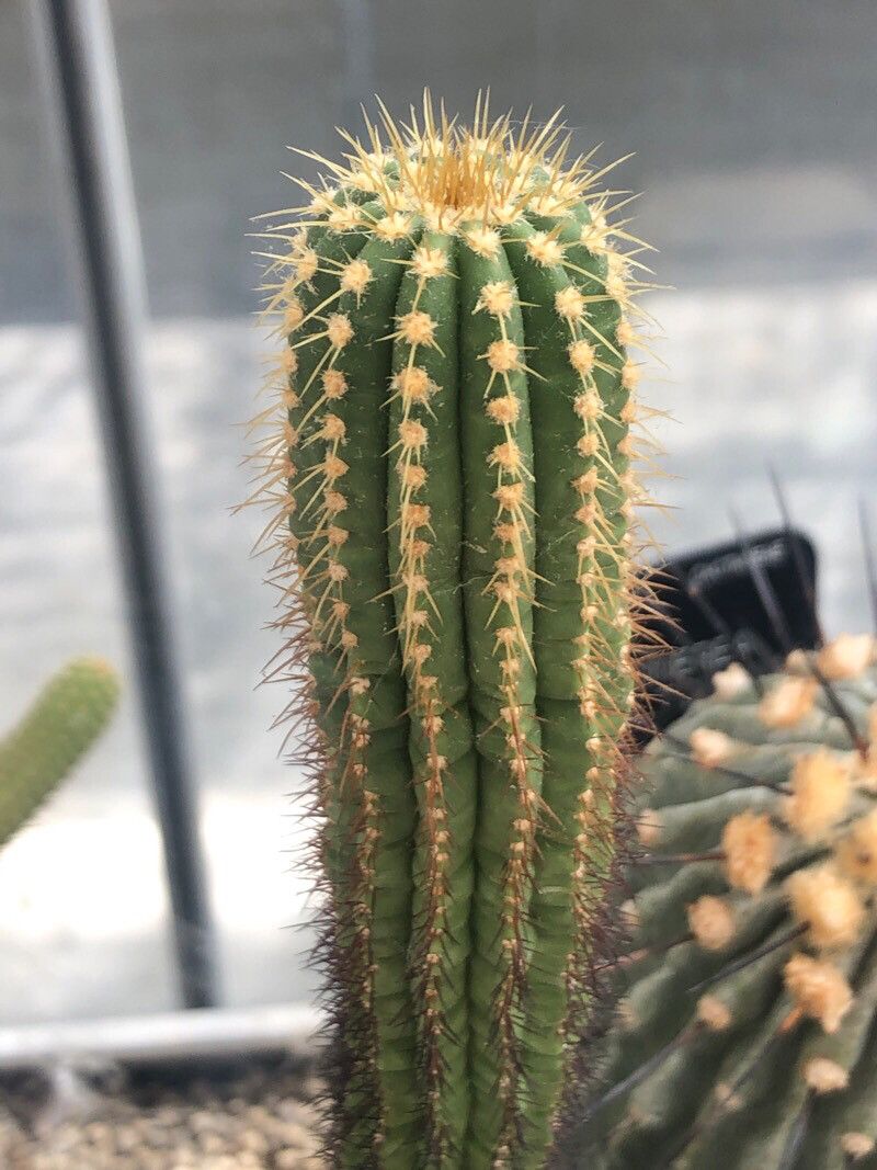 Coleocephalocereus pluricostatus — related species from the same genus