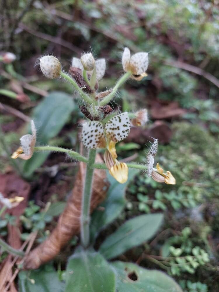 Ponthieva maculata — related species from the same genus