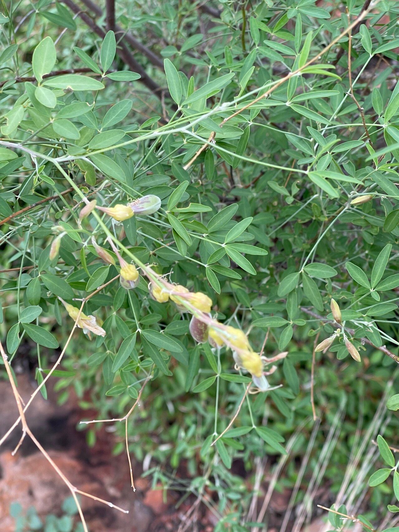 Crotalaria pallidicaulis habit
