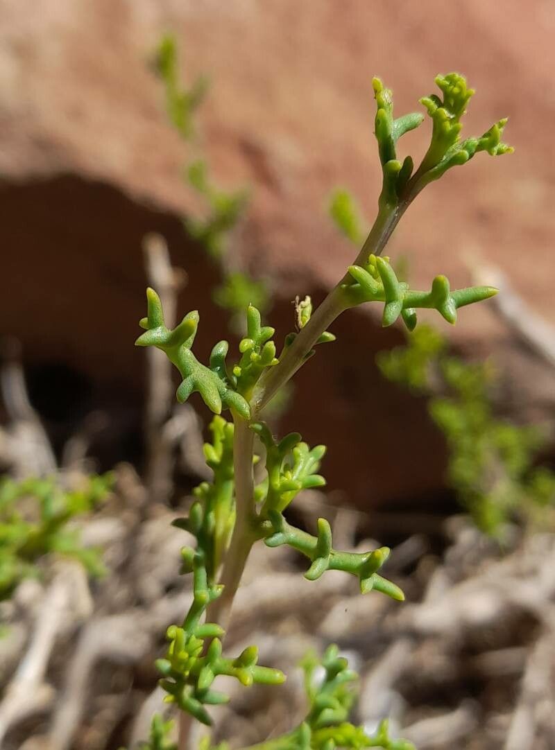 Senecio viridis — houseplant care guide