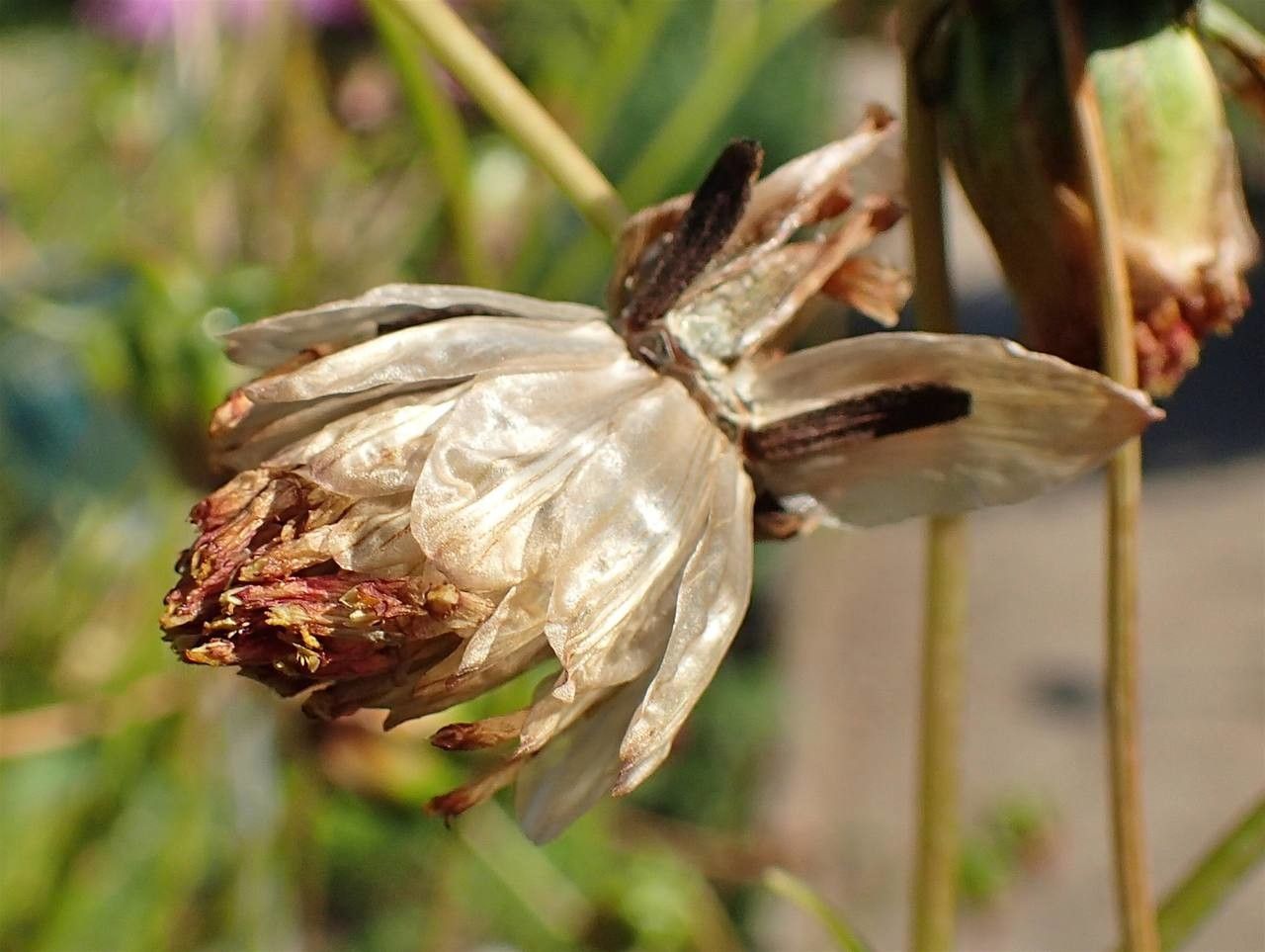 Dahlia merckii fruit
