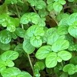 Soleirolia soleirolii