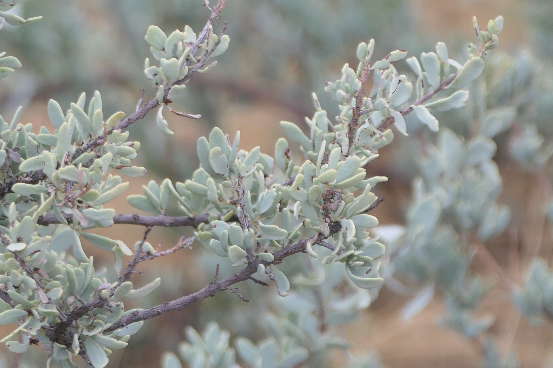 Tetragonia schenkii — houseplant care guide