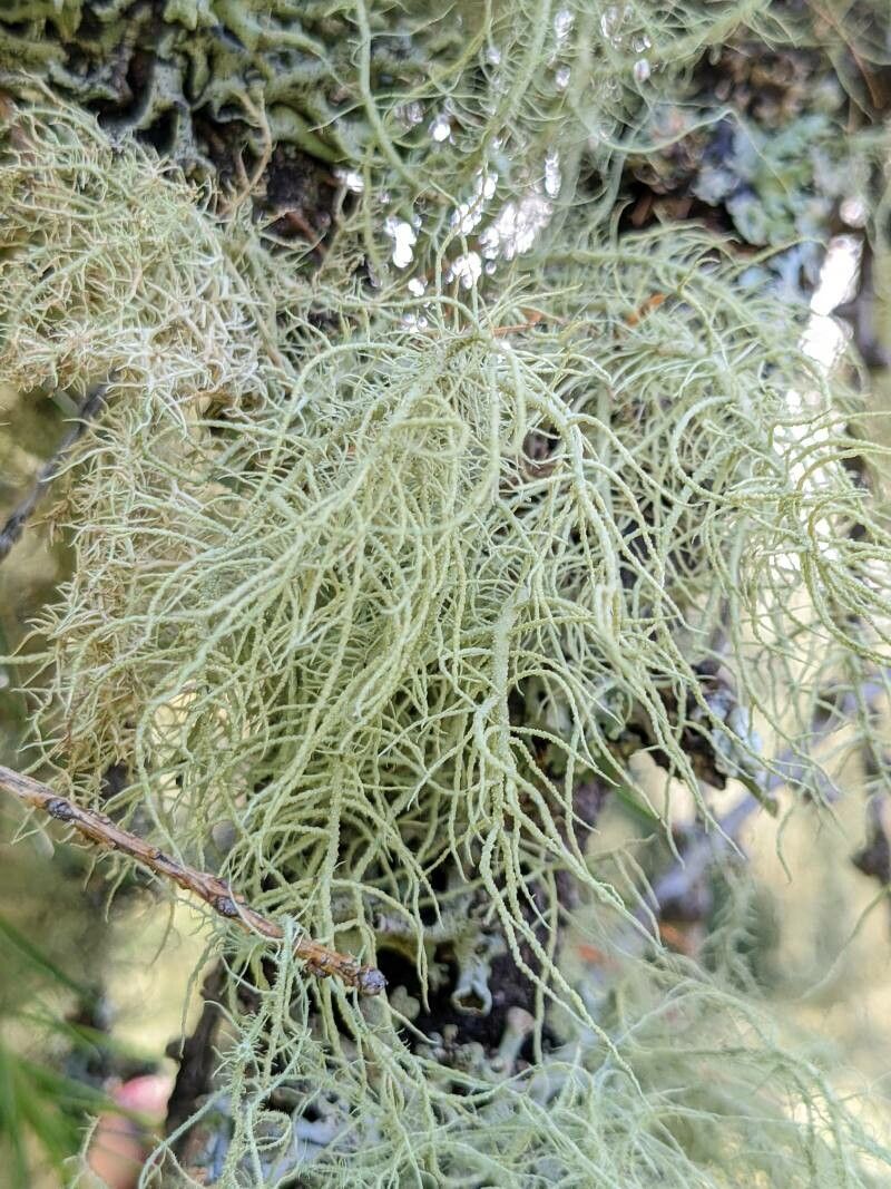 Huperzia filiformis — search result for 'Lycopodiaceae'