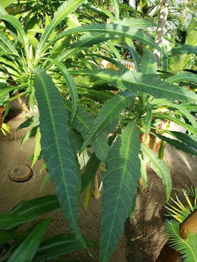 Brugmansia × cubensis — search result for 'Brugmansia'