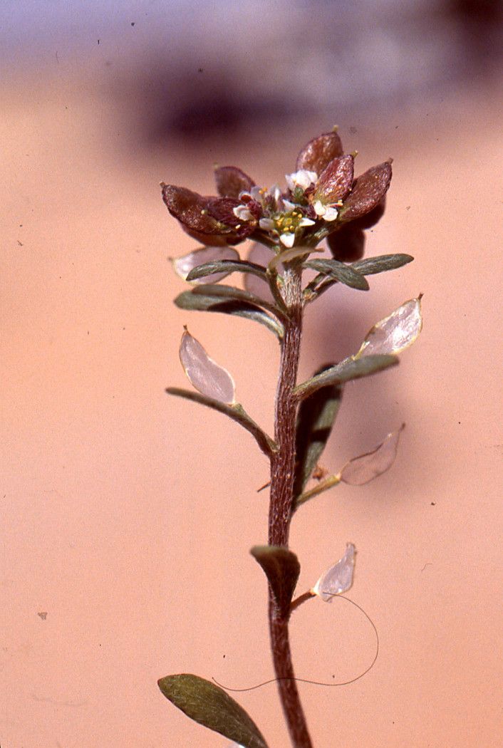 Lobularia libyca habit