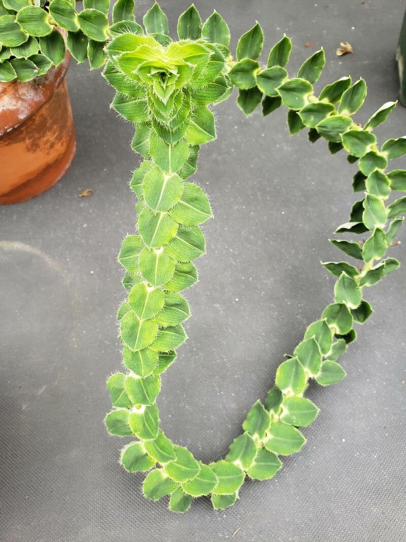 Freycinetia elegantula leaf