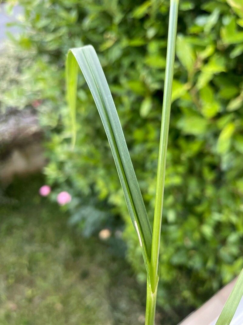 Scirpus hattorianus — houseplant care guide