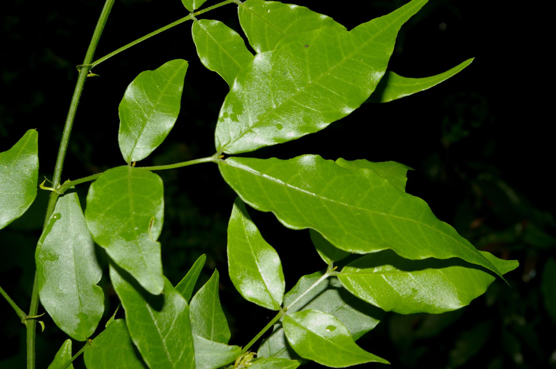 Senna undulata — search result for 'Senna'