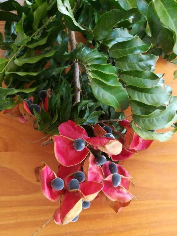 Majidea zanguebarica flower