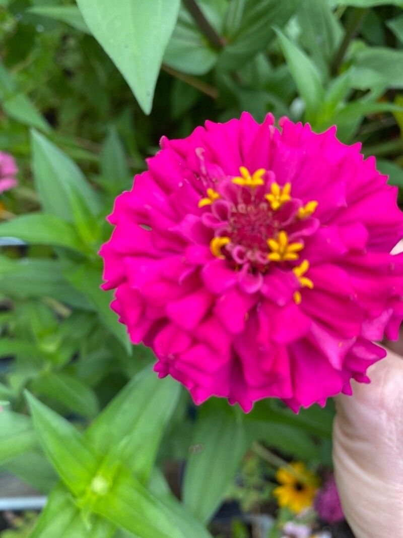 Zinnia violacea flower