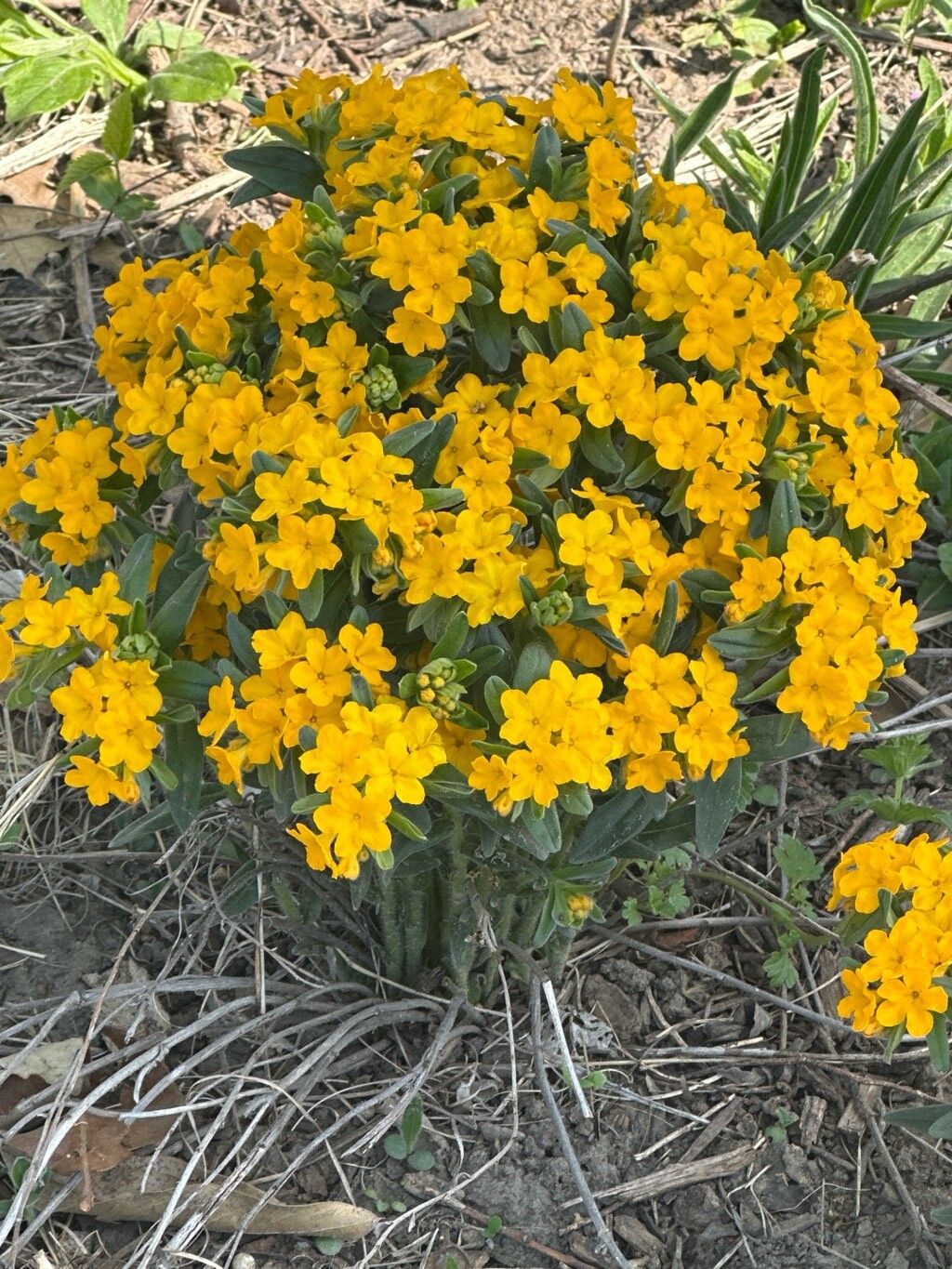 Lithospermum caroliniense flower
