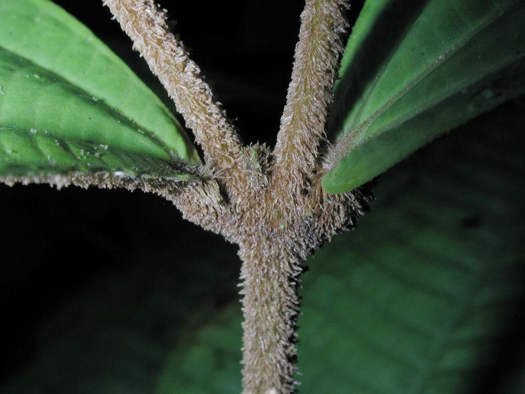 Miconia approximata bark