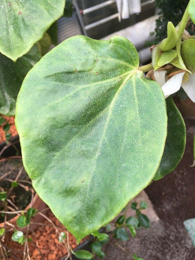 Begonia ampla — houseplant care guide