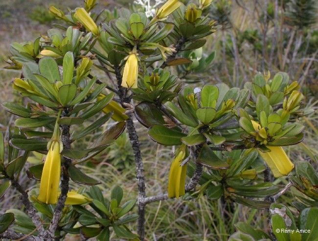 Thiollierea pachyphylla habit