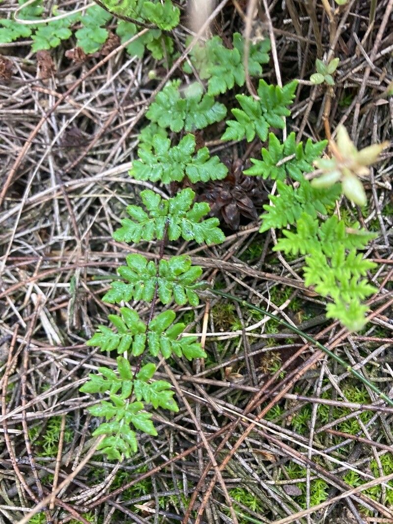 Hemionitis sieberi — search result for 'Hemionitis'