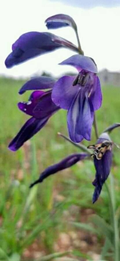 Gladiolus atroviolaceus — search result for 'Gladiolus'