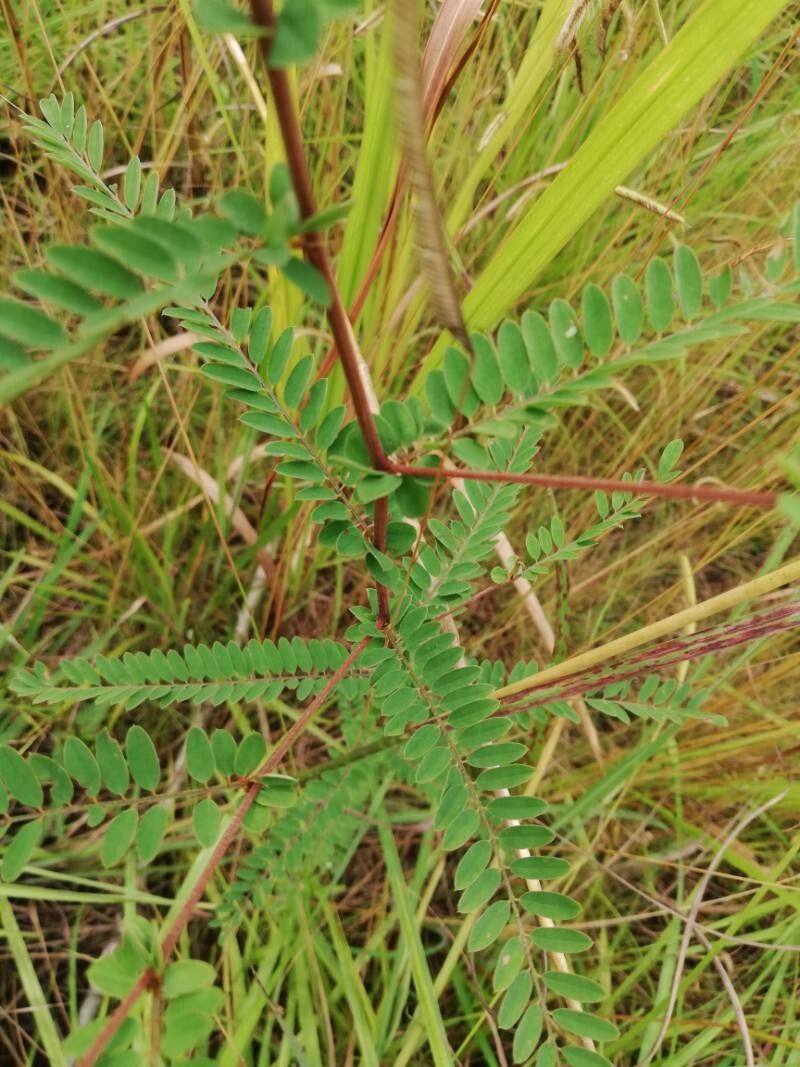Phyllanthus dinklagei leaf