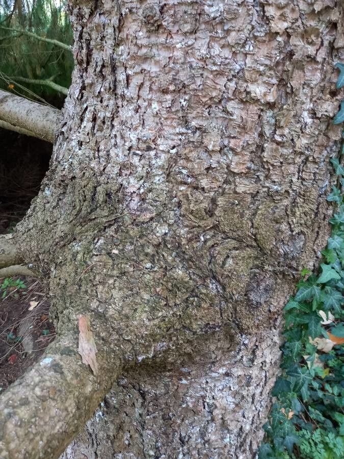 Picea smithiana bark