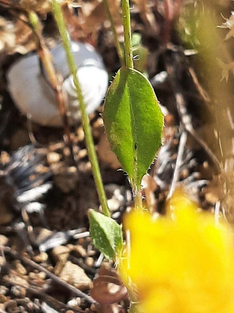 Crepis micrantha leaf