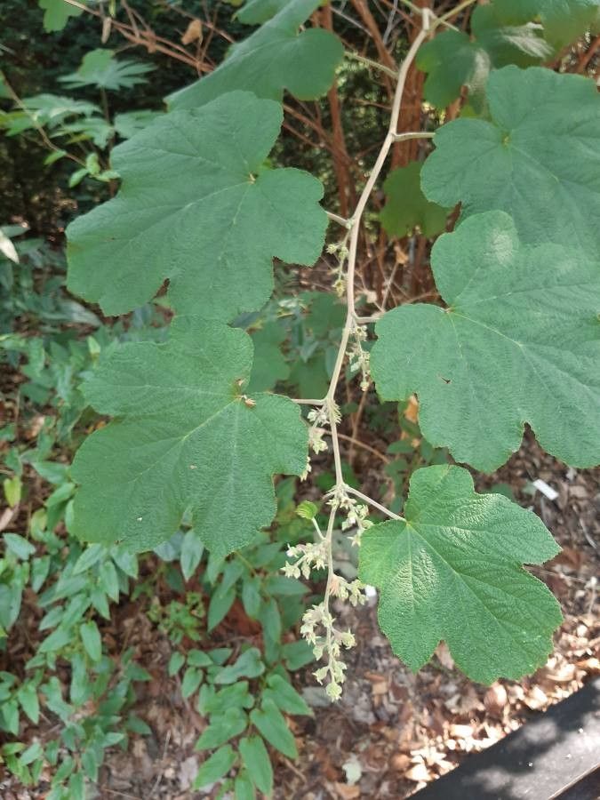 Rubus setchuenensis — houseplant care guide