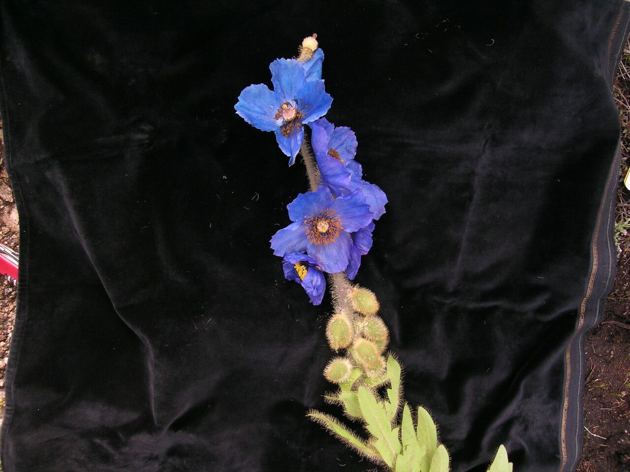 Meconopsis simikotensis habit