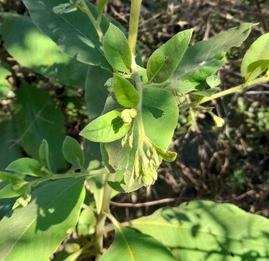 Trixis praestans flower