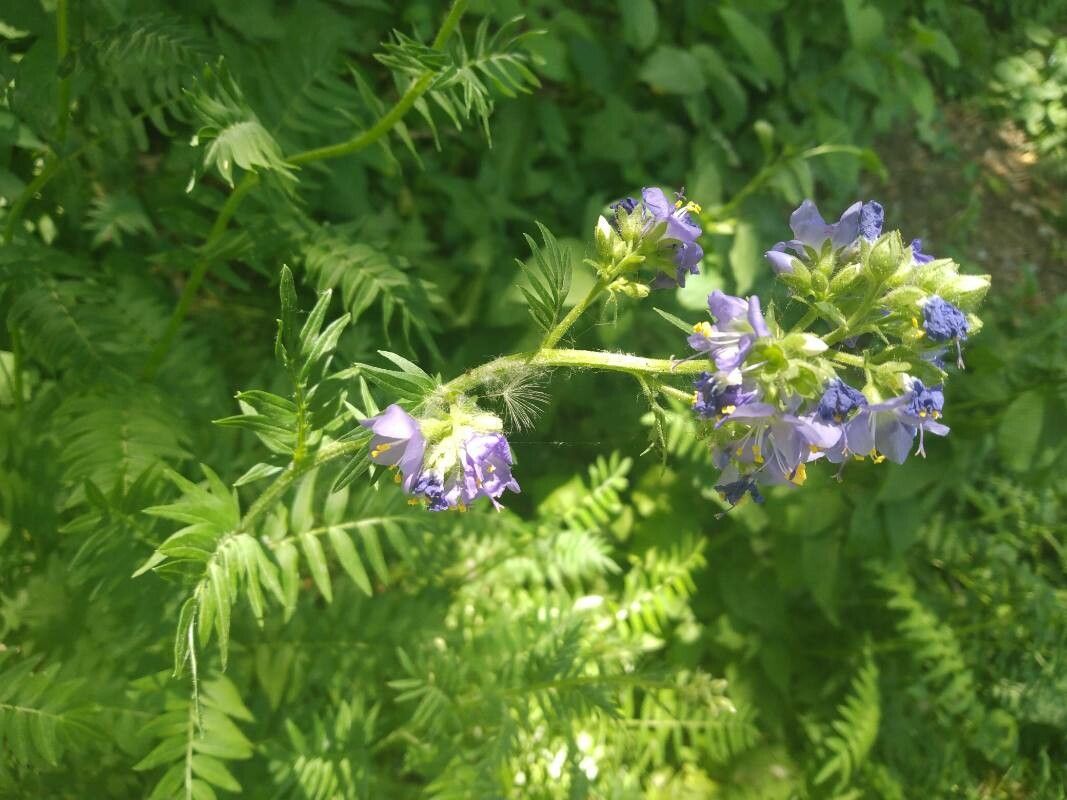 Polemonium occidentale flower