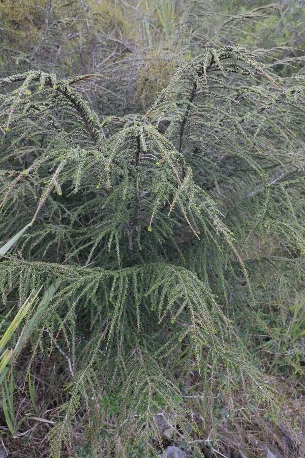 Erythroxylum minutifolium other