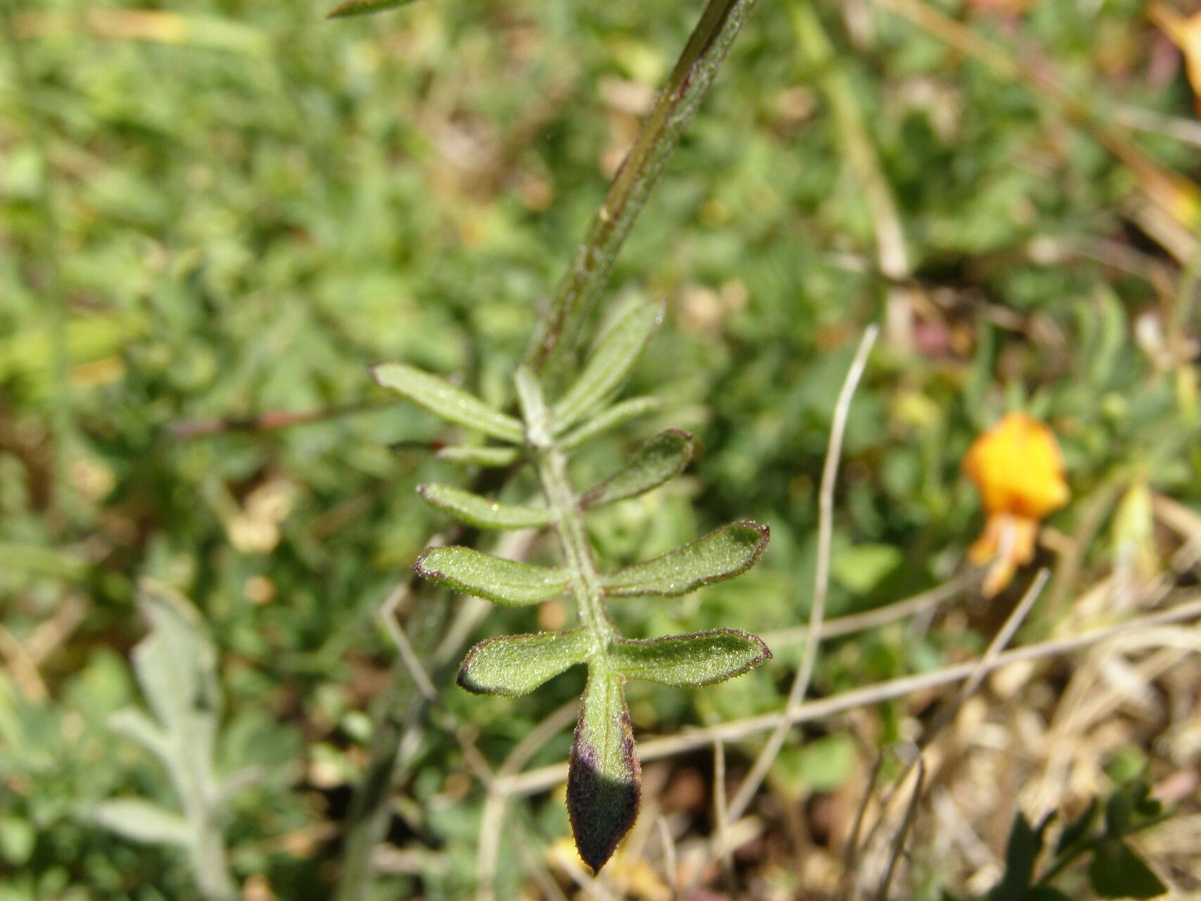Centaurea lacerata — houseplant care guide