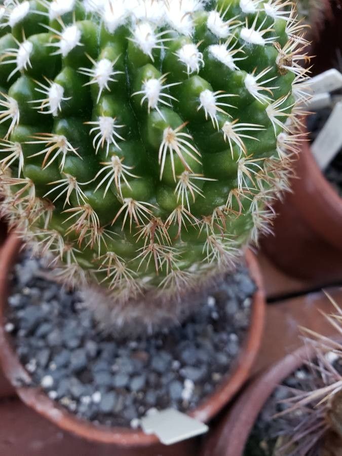 Parodia gibbulosoides leaf