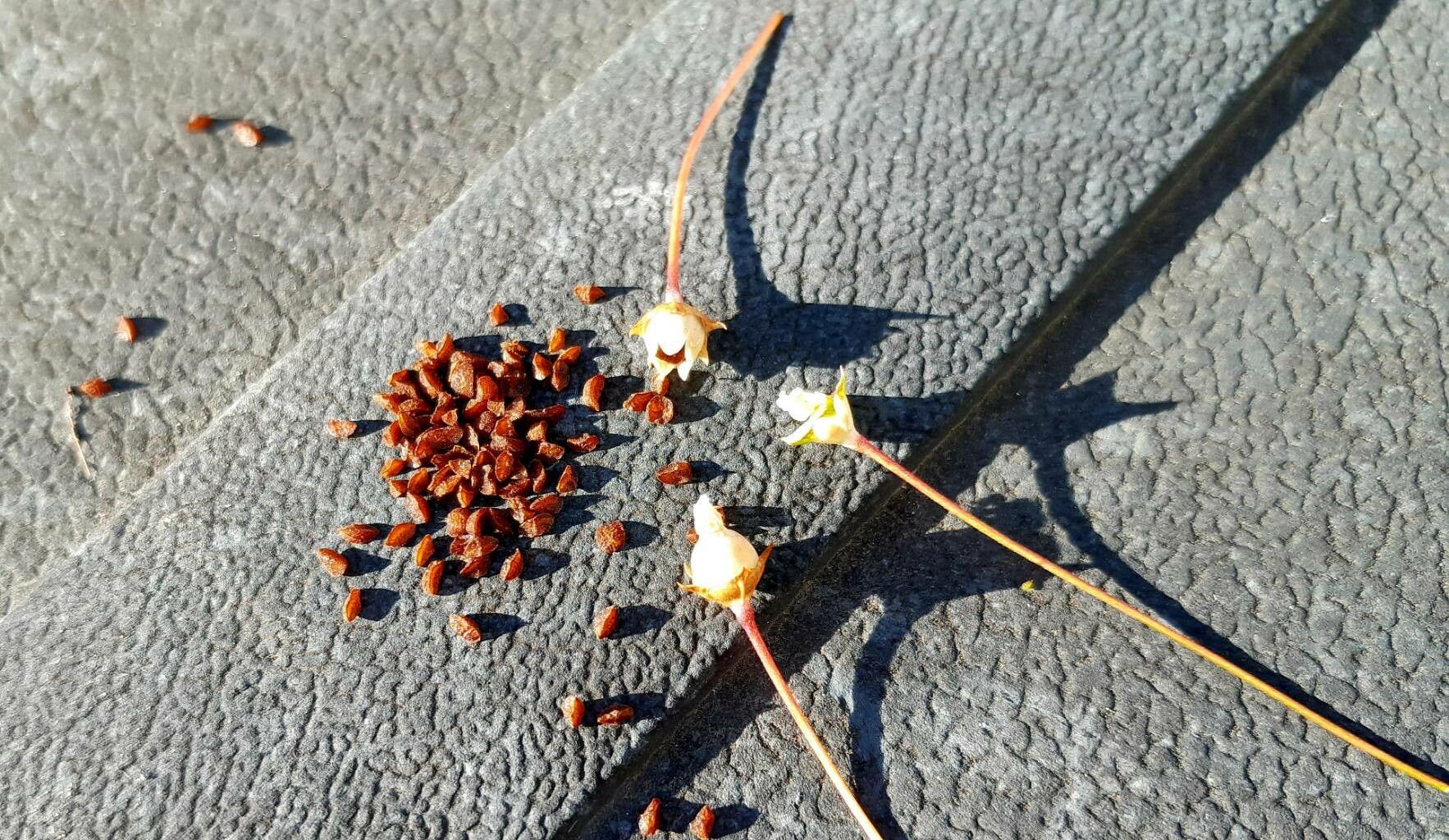 Androsace septentrionalis fruit