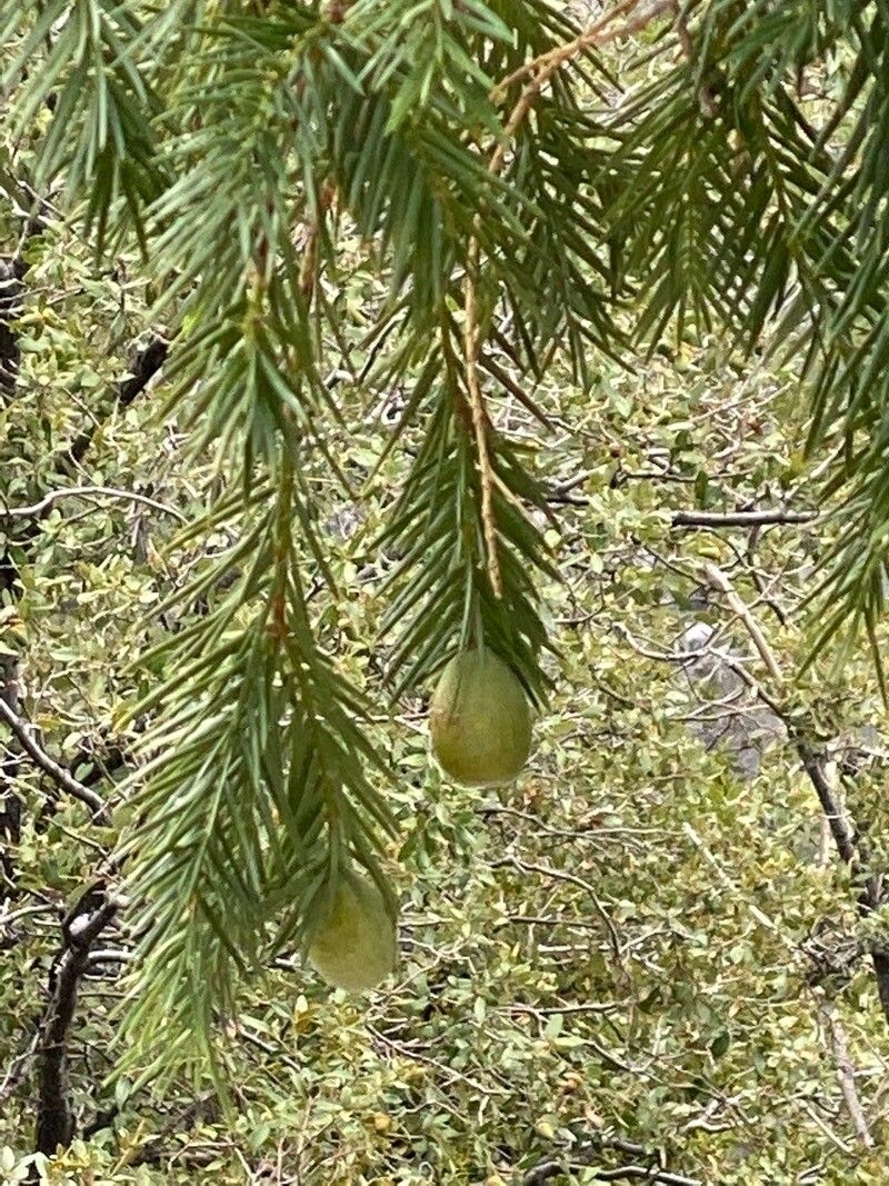 Torreya californica fruit