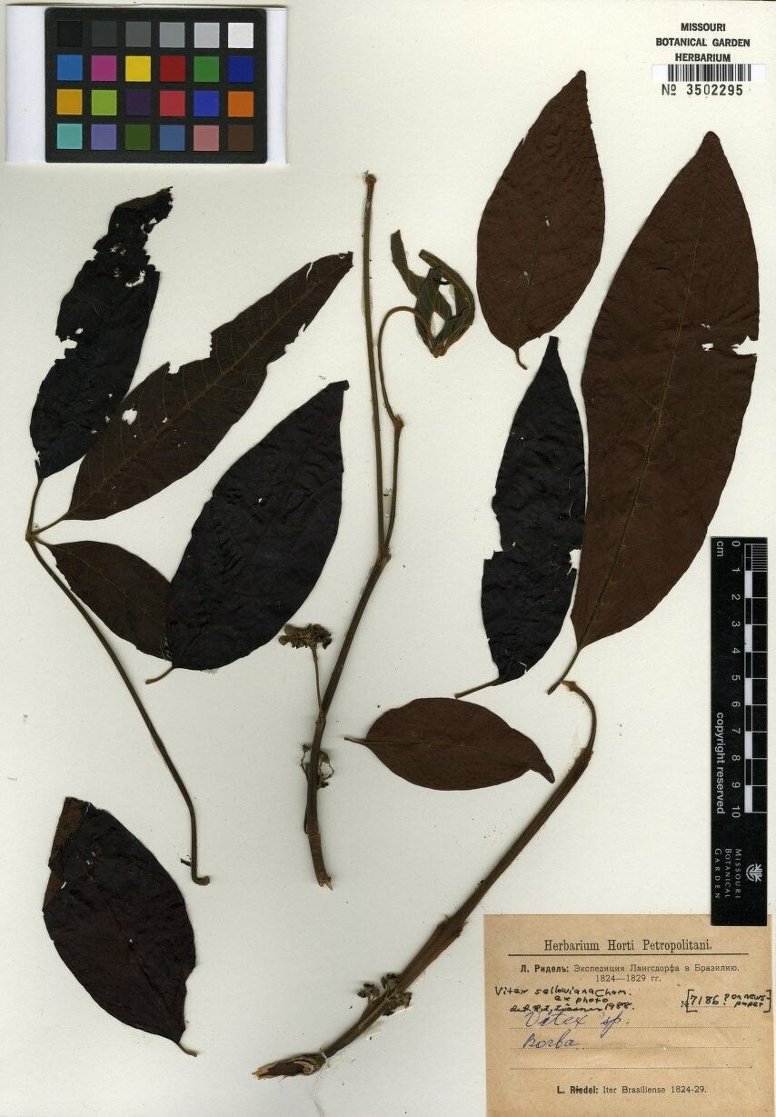 Vitex sellowiana — search result for 'Vitex'