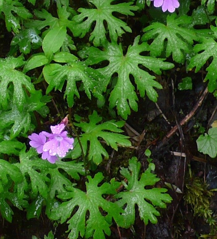 Primula palmata — search result for 'Primula'
