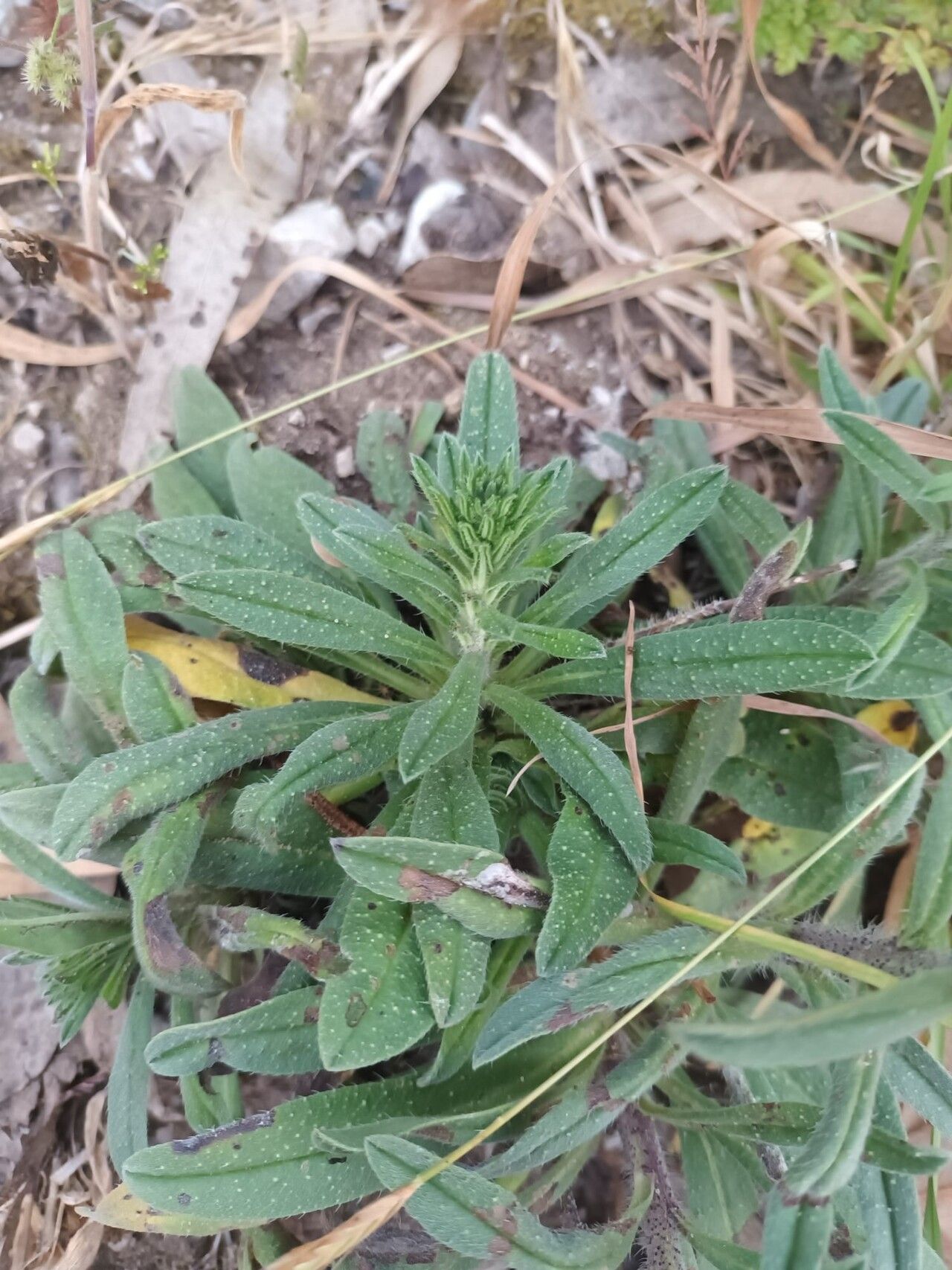 Echium tuberculatum — search result for 'Libya'