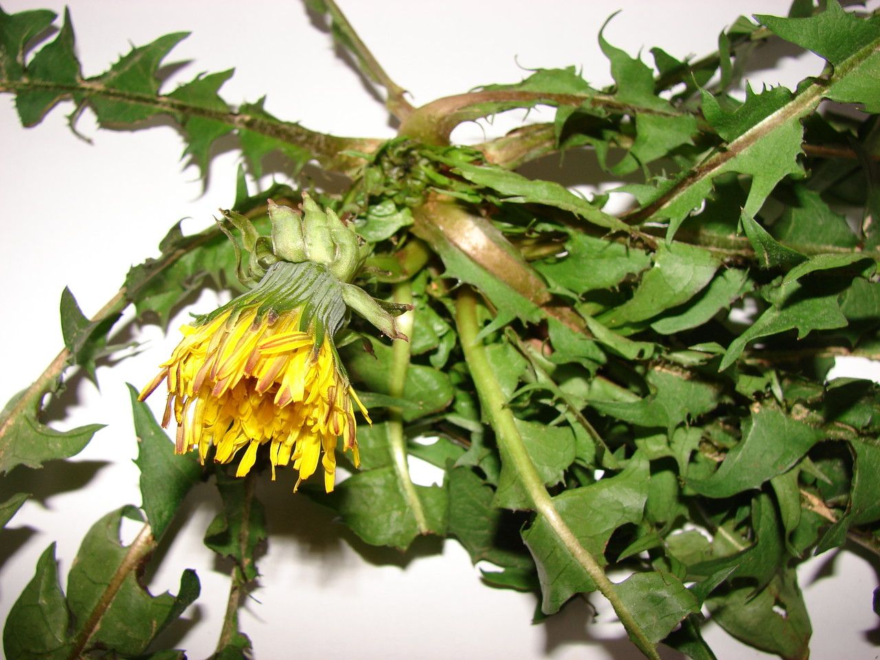 Taraxacum fasciatum habit