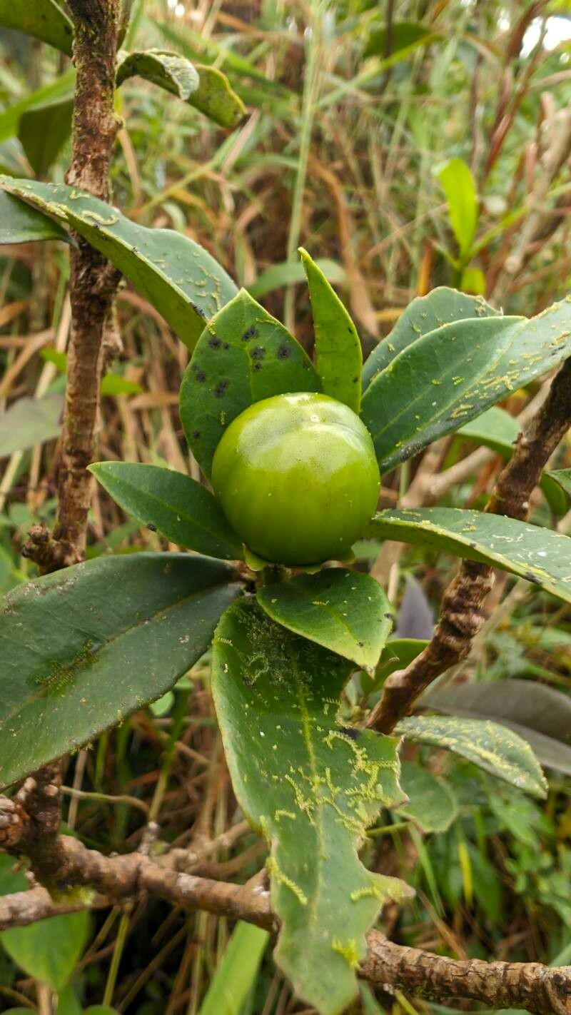 Brunfelsia lactea fruit