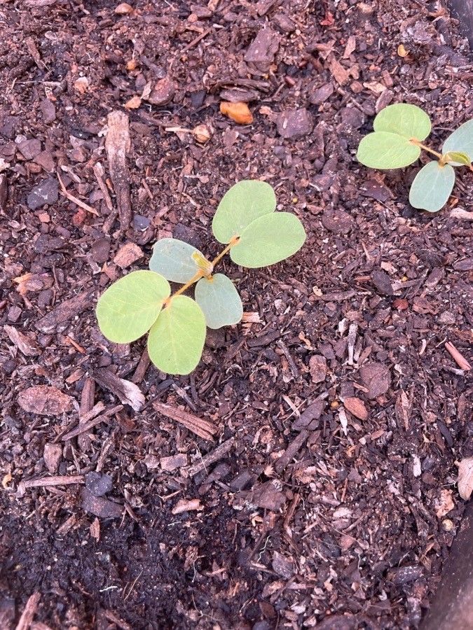 Senna notabilis — search result for 'Cassia'