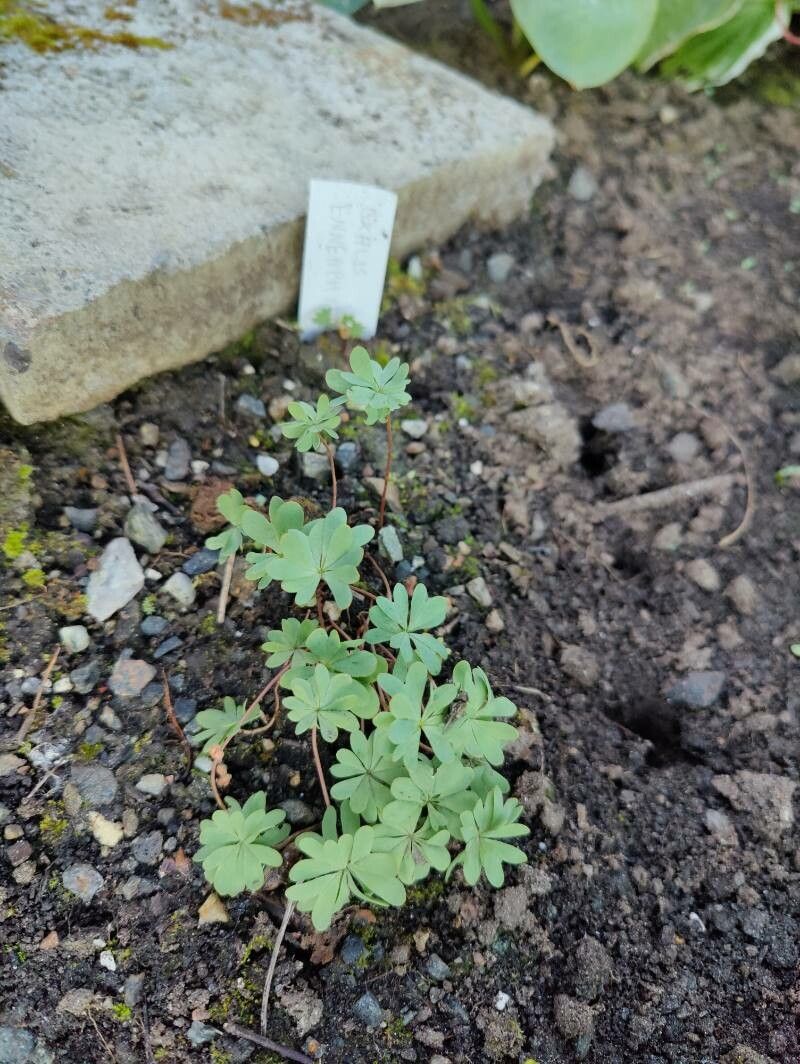 Oxalis enneaphylla — search result for 'Oxalis'