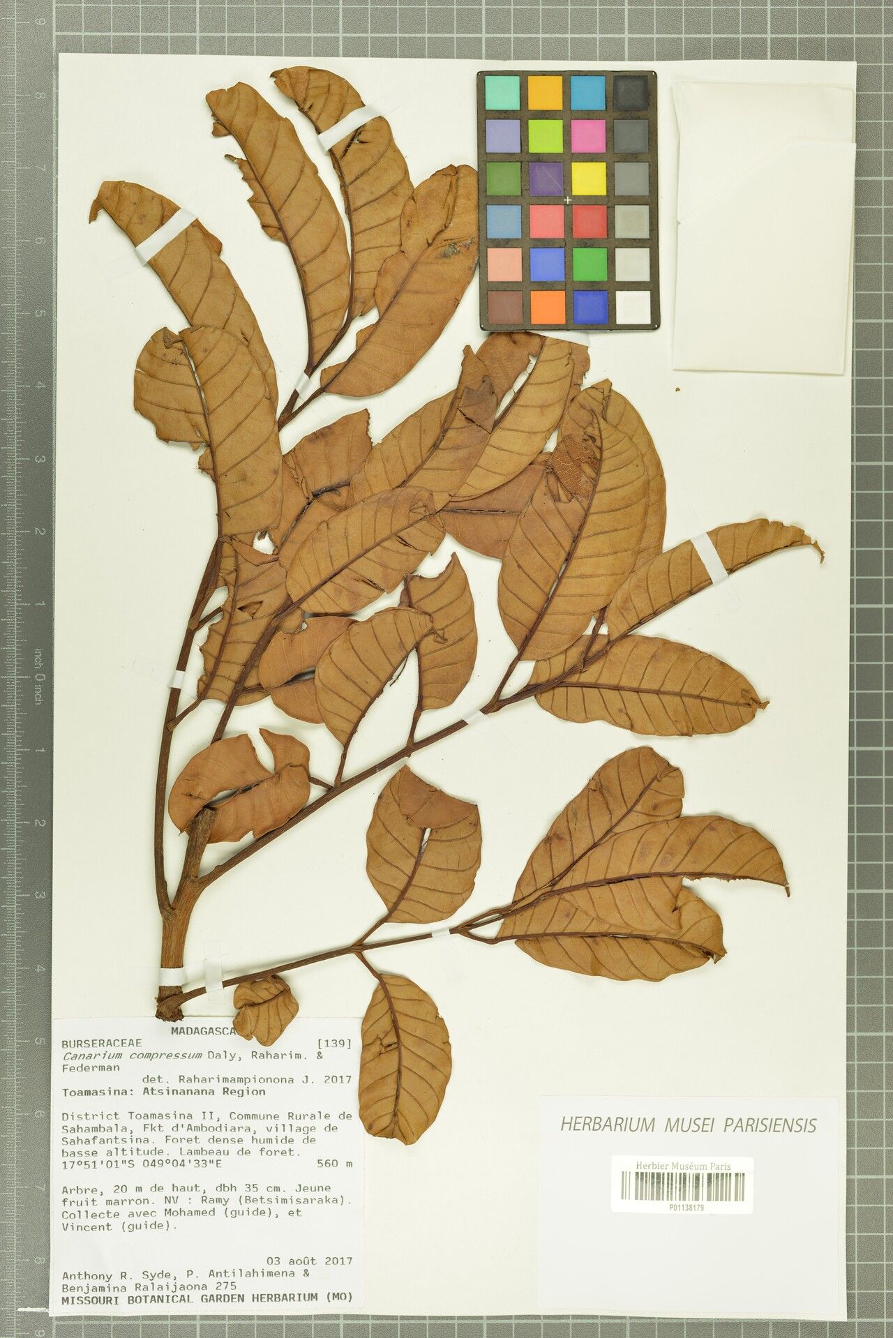 Canarium compressum — related species from the same genus