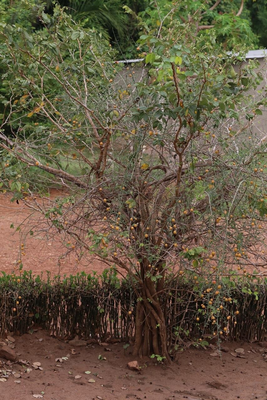 Maerua aethiopica habit